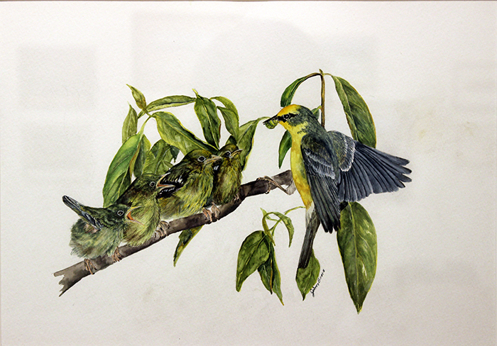 Boone Jim Blue Winged Warbler