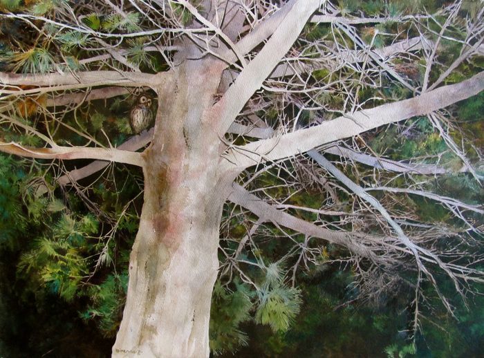 StaigerBivenneHarveyHiddenInPinewatercolor