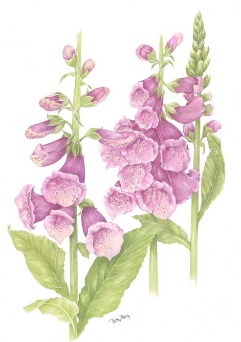 Betsy Barry, "Foxglove", colored pencil, 11x14, $750