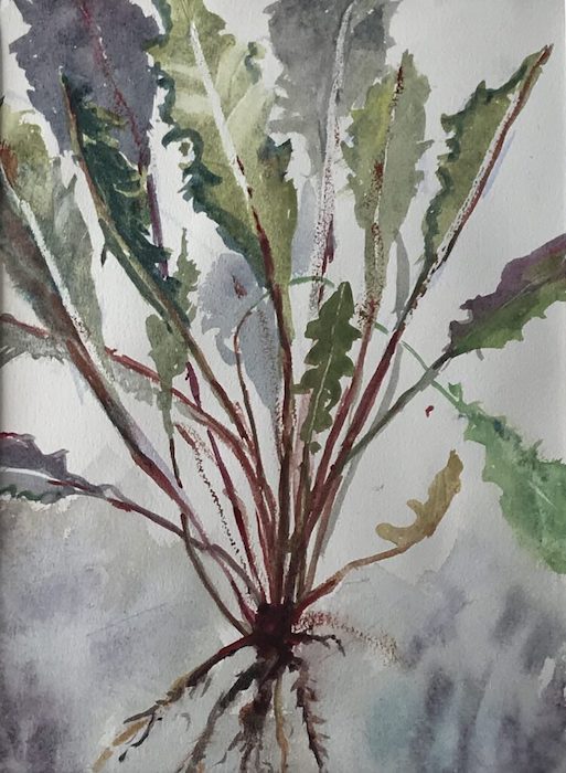 Joan McPherson, "Dandelion", watercolor, 21x17, $350