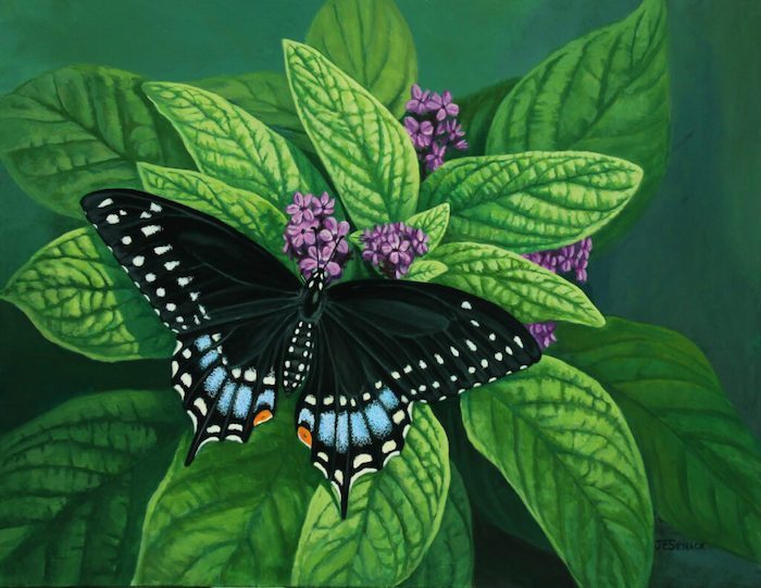 J Elaine Senack, "Black Swallowtail Butterfly", acrylic, 12x16, $850