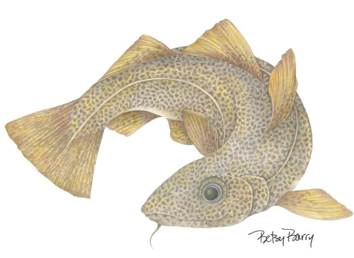 Barry Betsy Cod