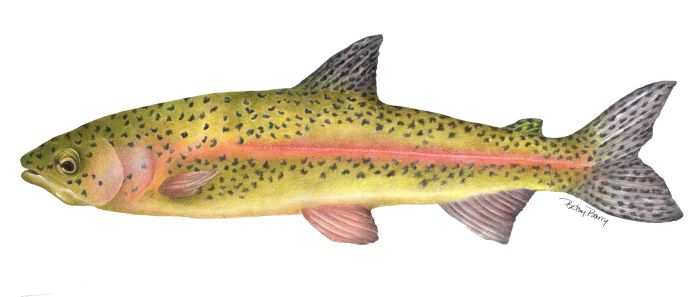 Barry Betsy Salmon