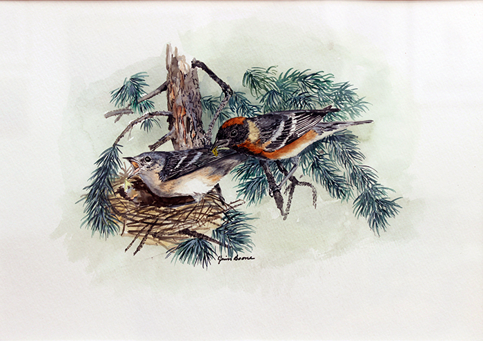 Boone Jim Bay Breasted Warblers