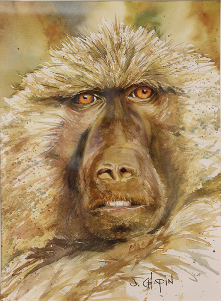 Chapin JoAnna The Golden Baboon