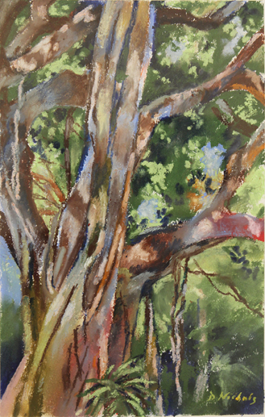 Nichols Dan Banyan in Forest