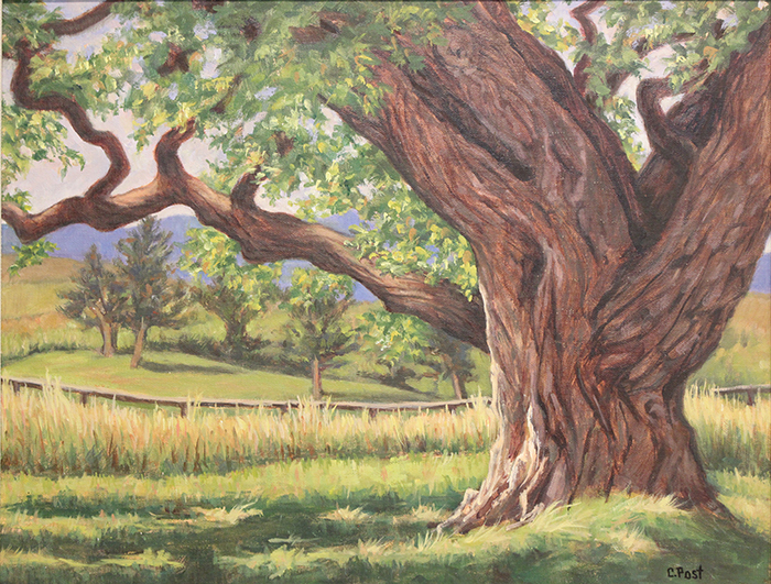 Post Claudia eastern cottonwood tree