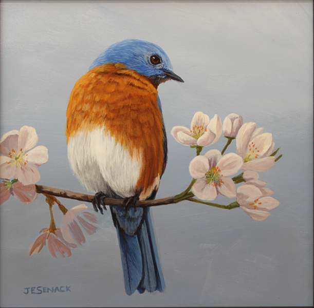 Senack J Elaine Bluebird and Cherry Blossoms