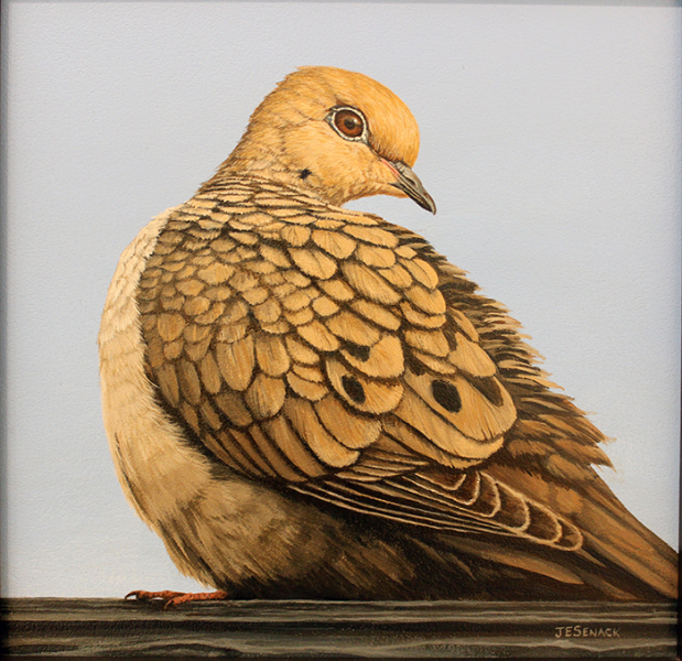 Senack J Elaine Mourning Dove