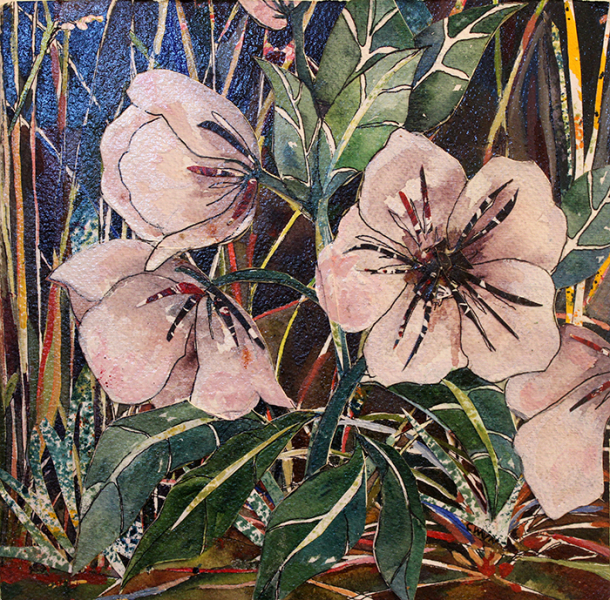 Van Nes Claudia Hellebore