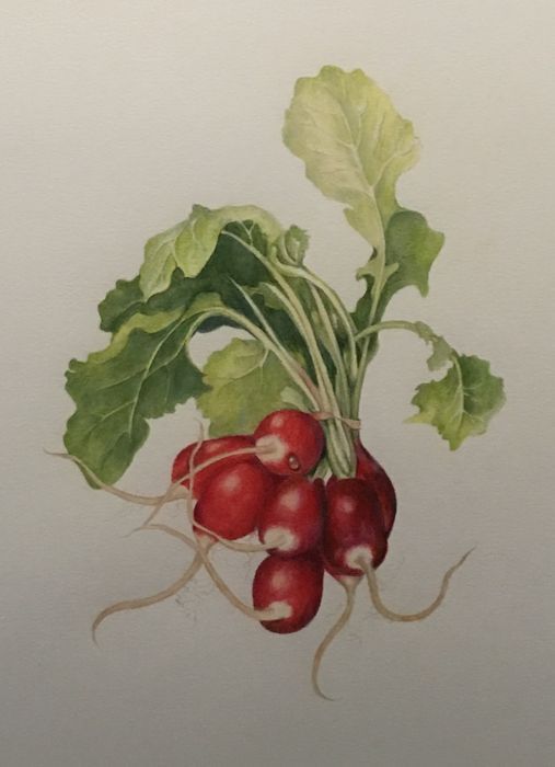 Nancy Armstrong	, <i>	Homegrown	, </i>	colored pencil	, 	$500