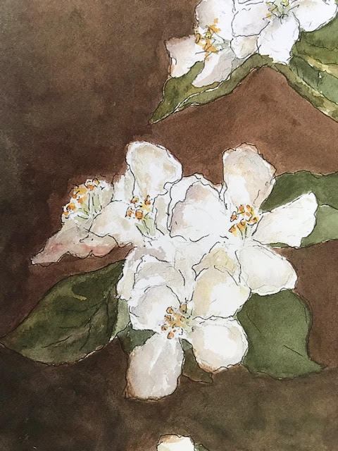 Elin Larson, Dogwood, watercolor, $300