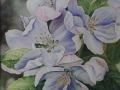 Jennifer Tassmer, <i>Apple Blossoms, </i>watercolor, $1225