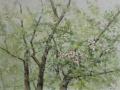 Ann Vaillencourt, <i>Blossoms Waking, </i>watercolor, $600