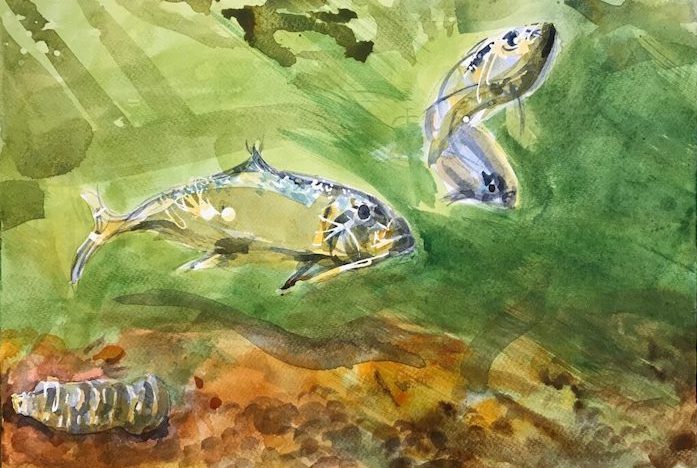 Christine Copeland, "Shad Run", acrylic, 10.5x15, $350