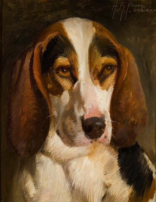 Poore-Beagle-Hound-