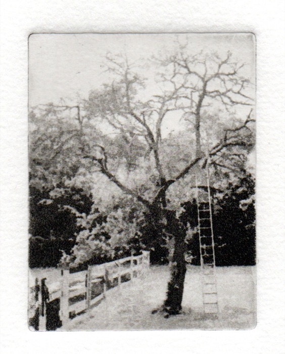 Dunn_Carol_Stuarts-Apple-Tree_etching_2.25-x-1