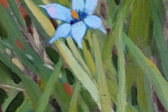 Drought-Nebel_Sara_Blue-Eyed-Grass_6x7_acrylic-on-woodblock
