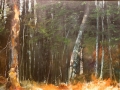 Poarch Joan Vermont woodland in autumn