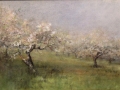 Youngs Trenton Orchard in Bloom