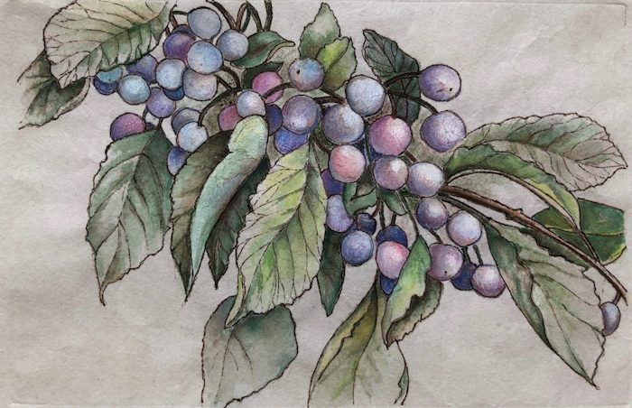 Dewell_Paula_Berries_mixedmedia_13x15_150
