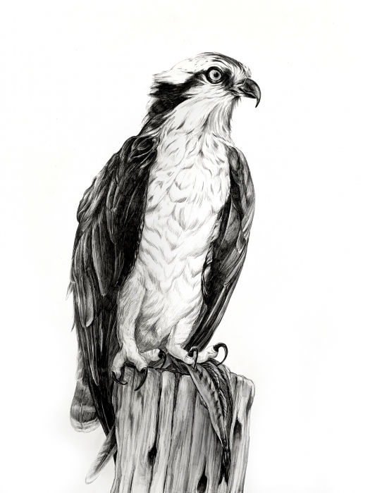 Amanda Surveski, "The Osprey's Lunch", graphite, 24x18, $900
