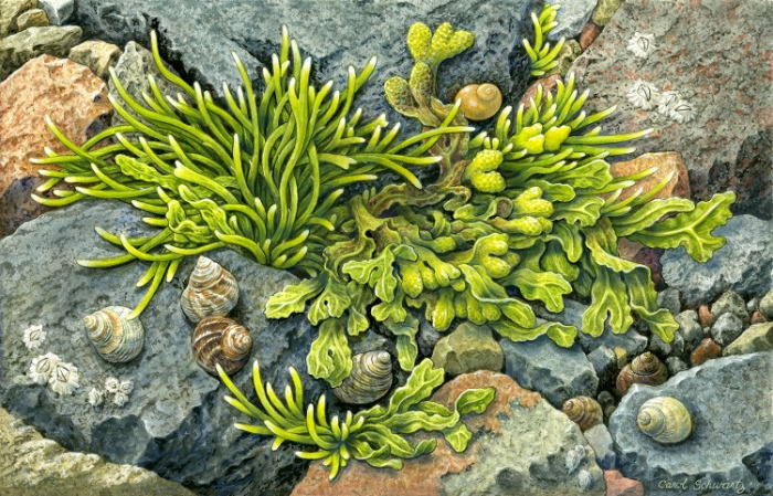 Carol Schwartz, New England Periwinkles,  gouache, 17.5x14", $1,200