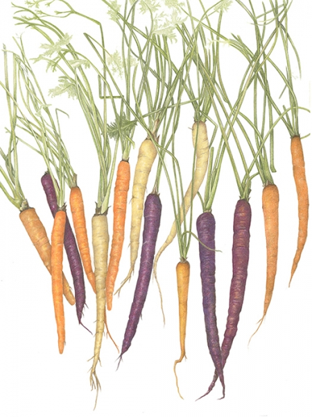Betsy  Barry	, 	Rainbow Carrots	, 	colored pencil	,	$800
