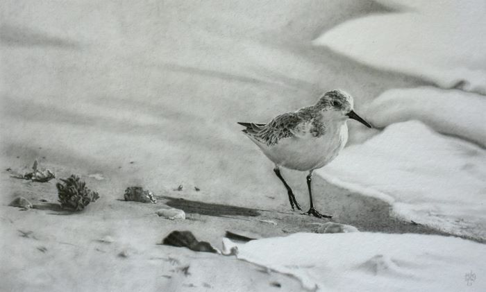Cassaboon_Jamie_Sanderling1_graphiteonpaper_16x23_1500