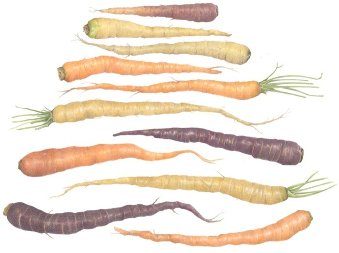 BarryBetsy_ElevenKarats_coloredpencil_750_16x20-copy