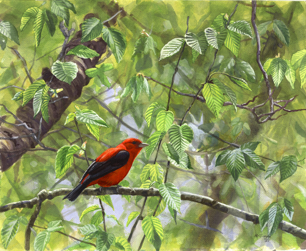 Michael DiGiorgio, "Scarlet Tanager", watercolor