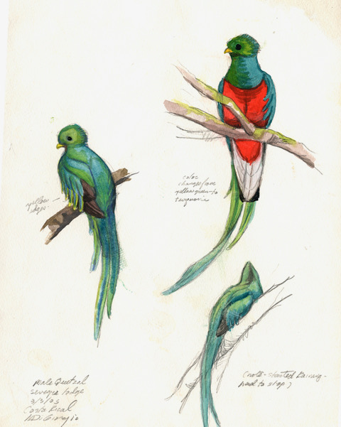 M DiGiorgio 4. Quetzal sketches 2