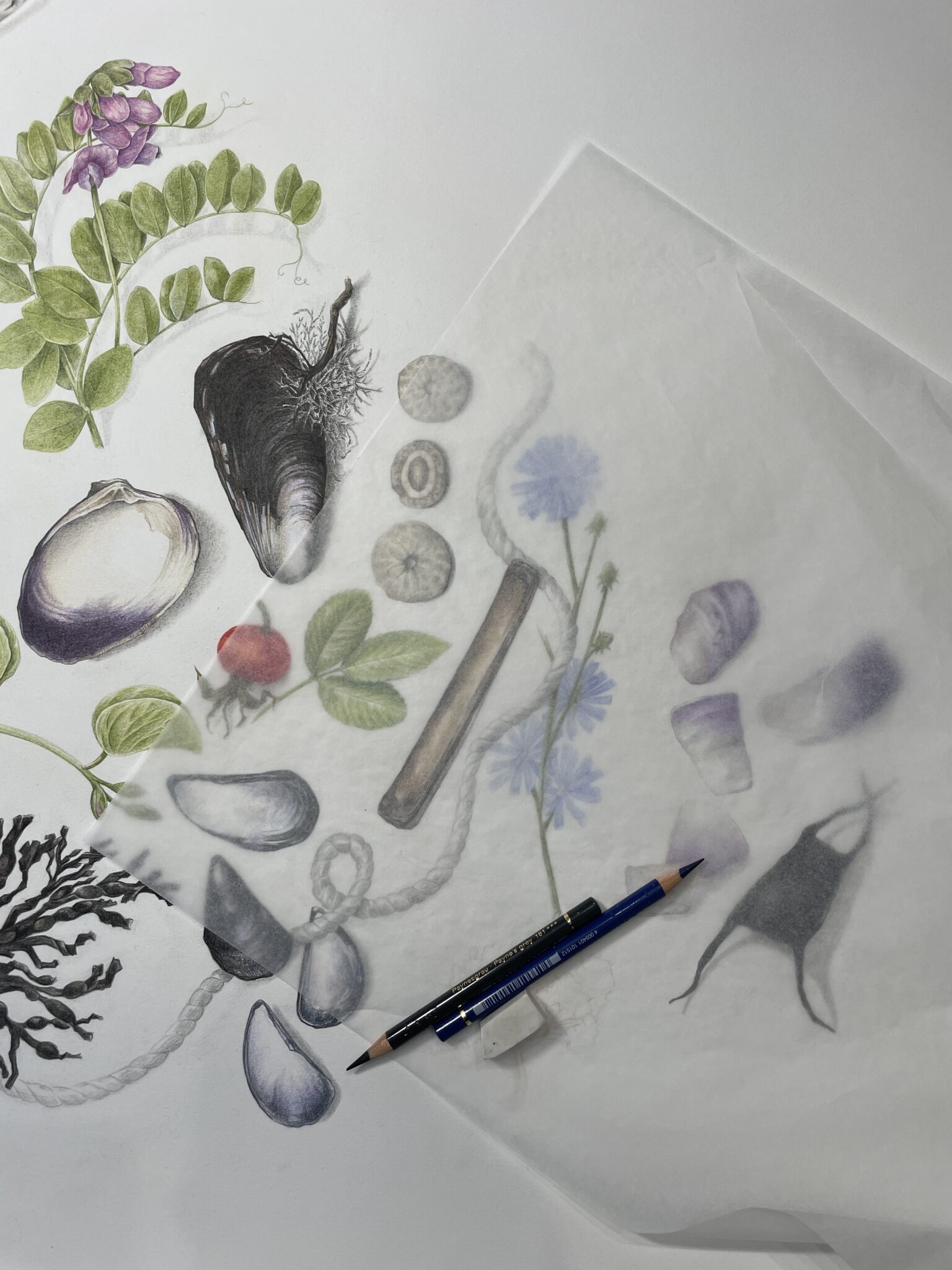 Class – Online -Drawing Shells in Colored Pencils – Lyme Art Association