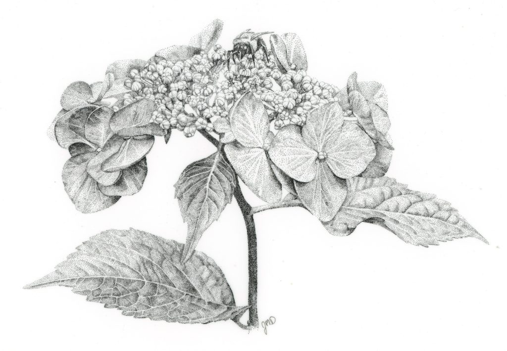 Jessica Daigle, "Hydrangea", ink