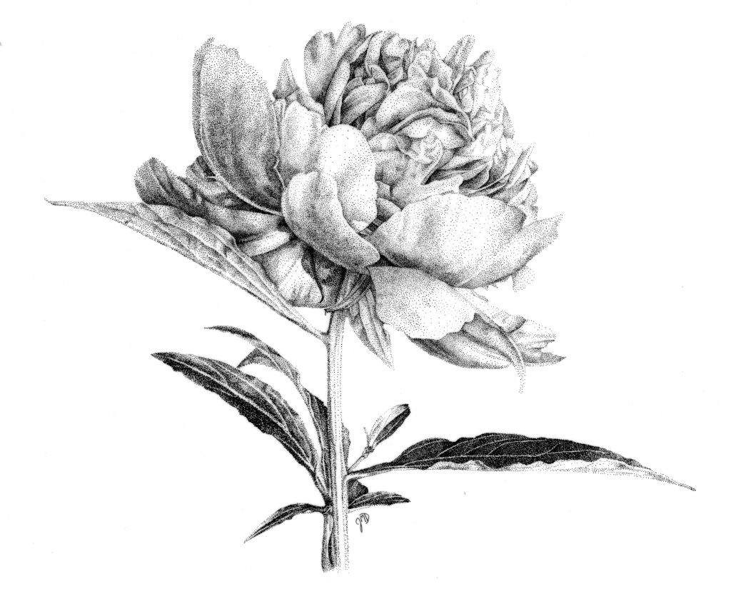 Jessica Daigle, "Peony", ink