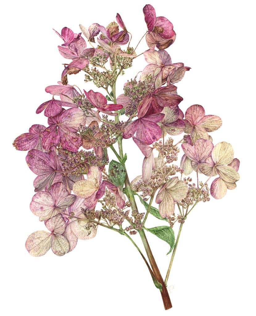 Jessica Daigel, "Faded Fire", watercolor