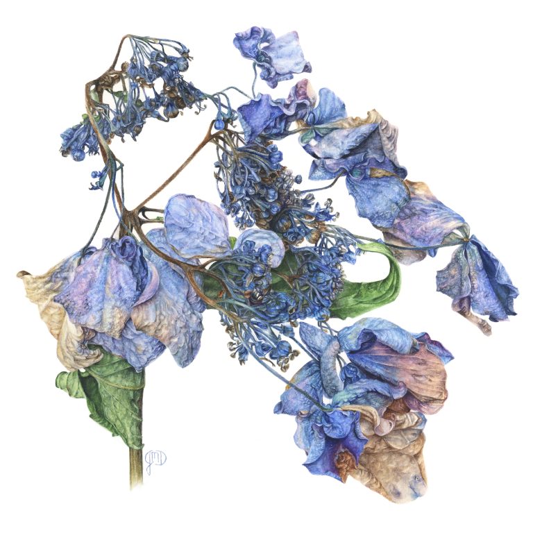 Jessica Daigle, "Fading Color", watercolor