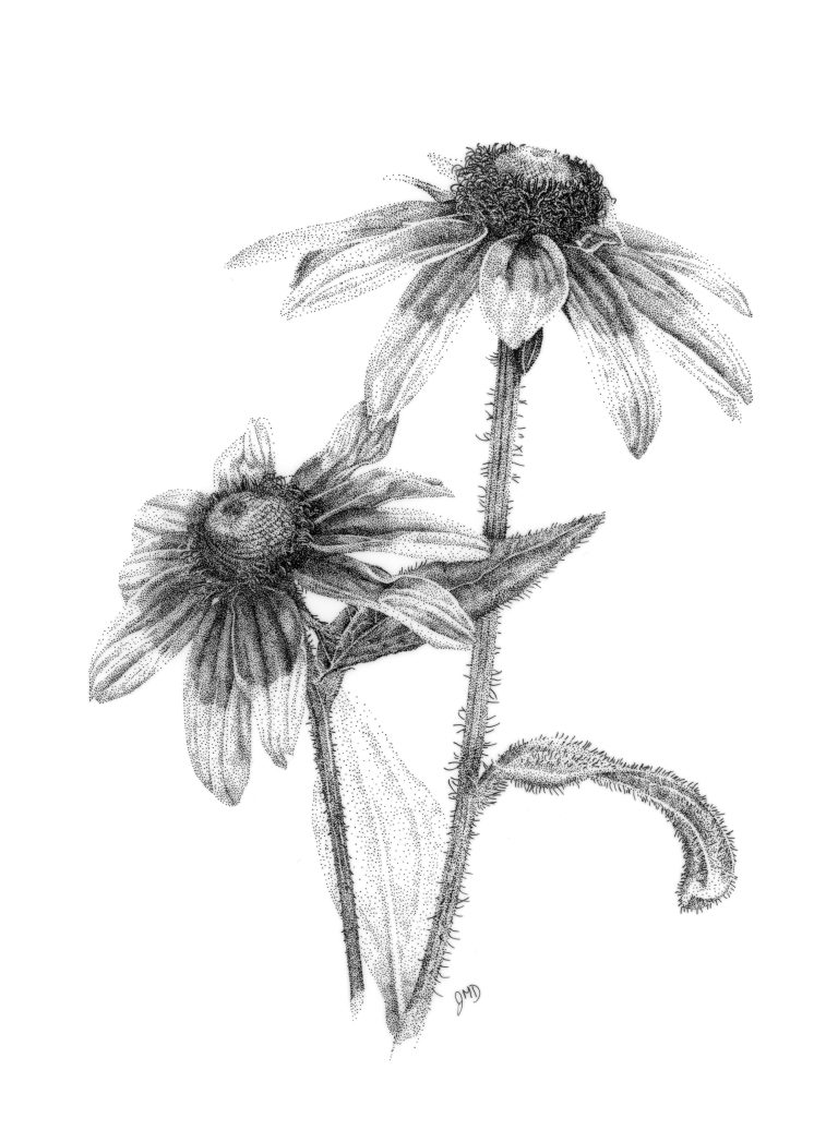 Jessica Daigle, "Rudbeckia", ink