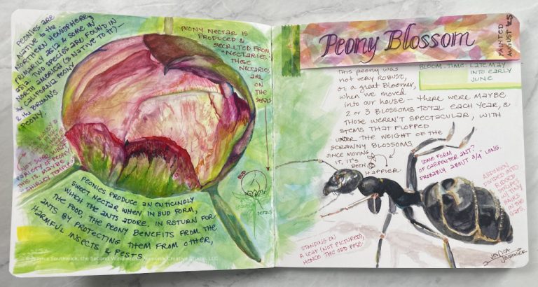 Southwick-Jessica_Peony-Nature-Journal-spread_1a