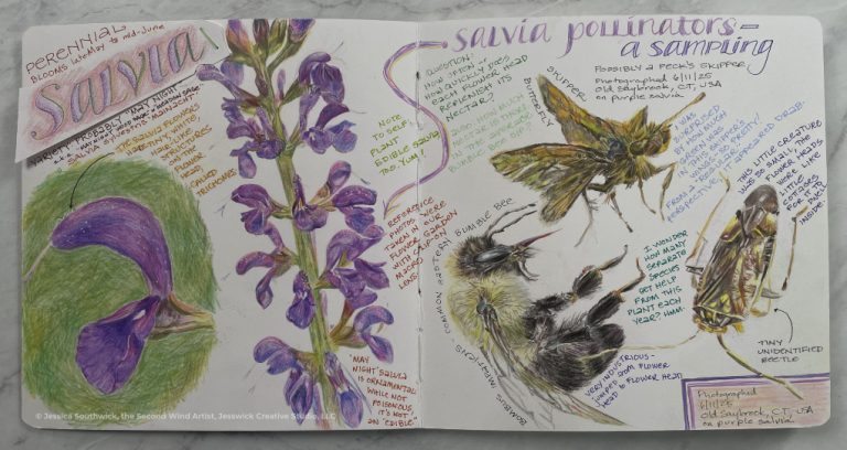 Southwick-Jessica_Salvia-Nature-Journal-spread_1a