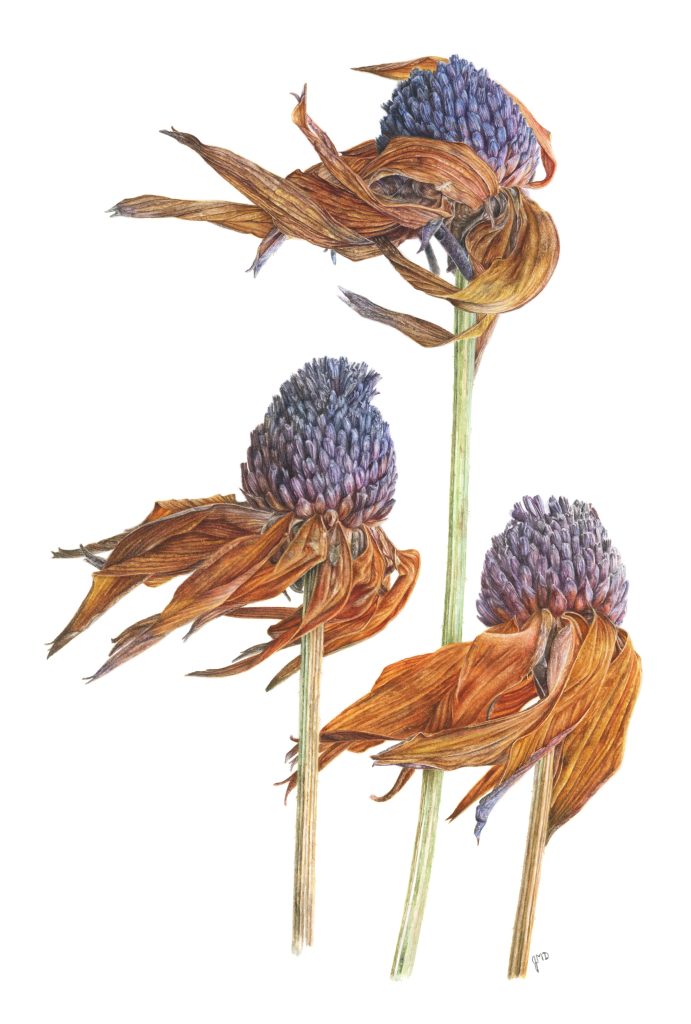 Jessica Daigle, "Last Dance", watercolor