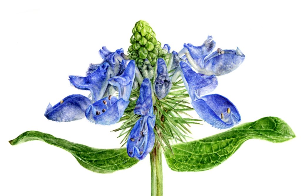 Winter Blues Class images_ JDaigle