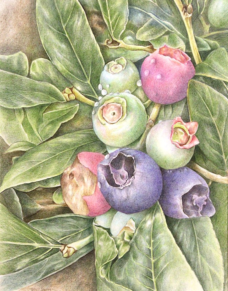 Betsy Barry, Blueberries & Leaves, Colored Pencil, $1000