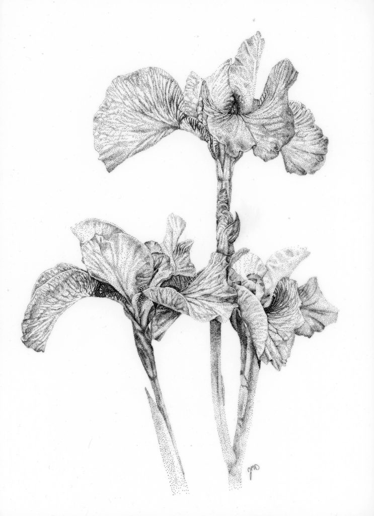 Spring Bloom-Siberian Iris