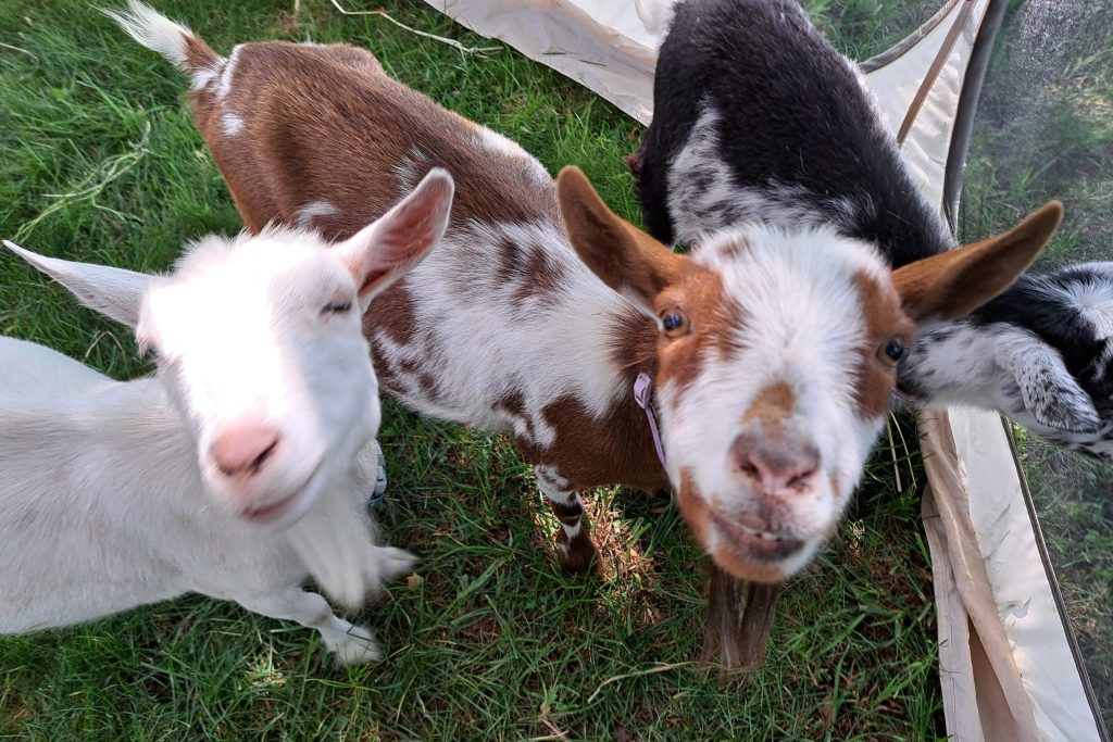 Baby Goats at Family Day 2025