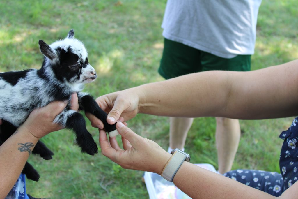 Baby Goat Hoof Stamps at Family Day 2025